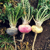 What are adaptogens?